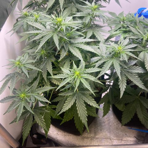 White Widow Autoflower growlog timeline photo
