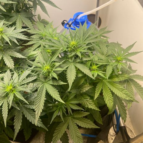 AK Auto growlog timeline photo