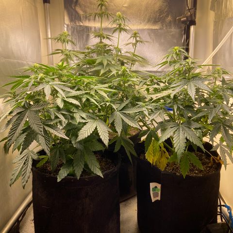 White Widow Autoflower growlog photo: Alteração na posição dos LEDs