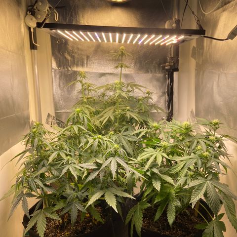 White Widow Autoflower growlog timeline photo