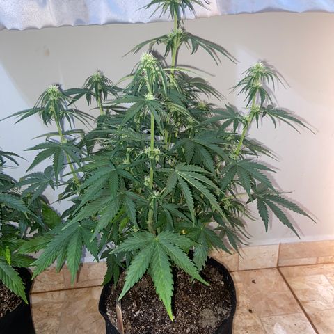 Girl Scout Cookies Auto growlog timeline photo