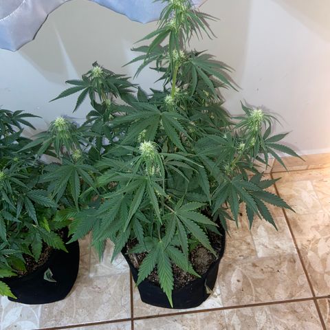 Girl Scout Cookies Auto growlog timeline photo