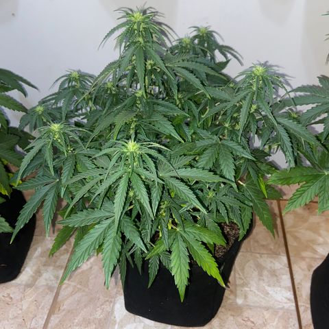 White Widow Autoflower growlog timeline photo