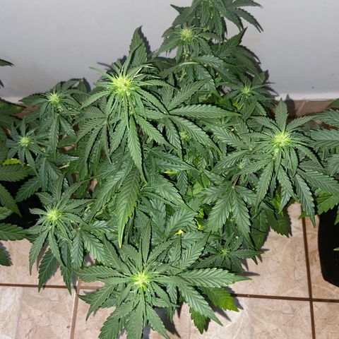 White Widow Autoflower growlog timeline photo