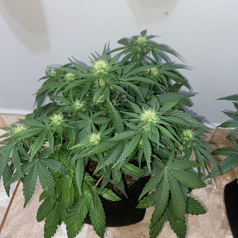 AK Auto growlog timeline photo