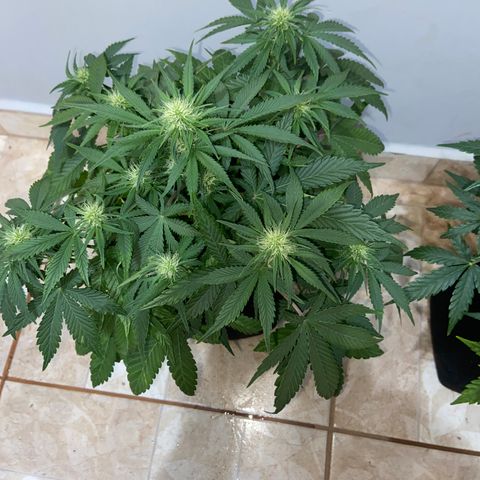 AK Auto growlog timeline photo