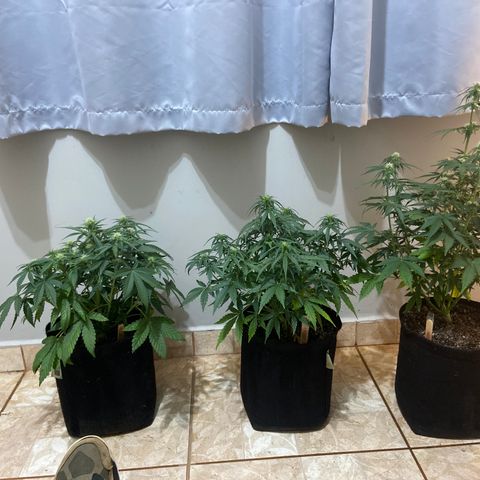 White Widow Autoflower growlog timeline photo