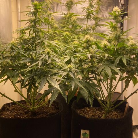 White Widow Autoflower growlog timeline photo