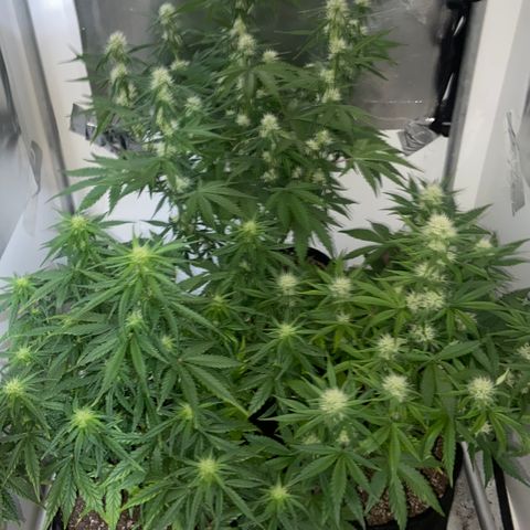 White Widow Autoflower growlog timeline photo