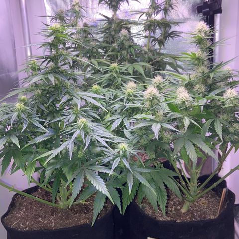 White Widow Autoflower growlog timeline photo