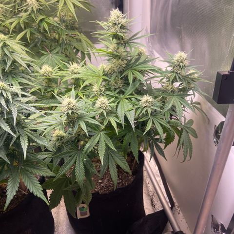 AK Auto growlog timeline photo