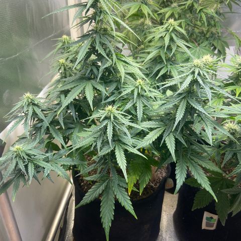 White Widow Autoflower growlog timeline photo
