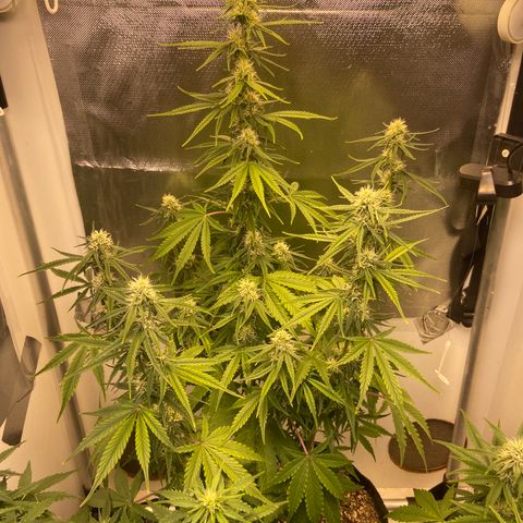 Girl Scout Cookies Auto growlog timeline photo