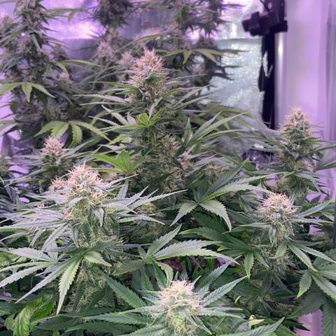 AK Auto growlog timeline photo