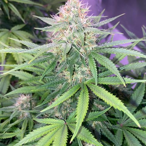 AK Auto growlog timeline photo