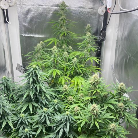 Girl Scout Cookies Auto growlog timeline photo