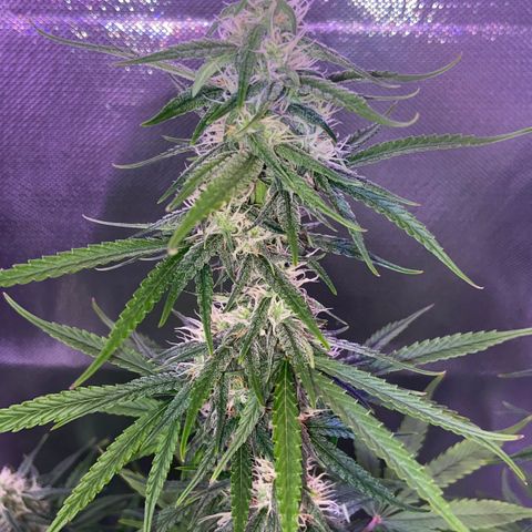 Girl Scout Cookies Auto growlog timeline photo
