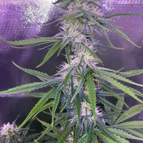 Girl Scout Cookies Auto growlog timeline photo