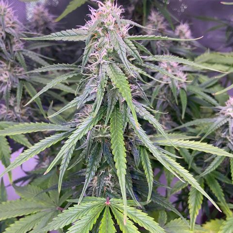 Girl Scout Cookies Auto growlog timeline photo
