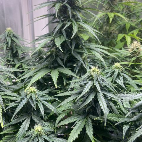 White Widow Autoflower growlog timeline photo