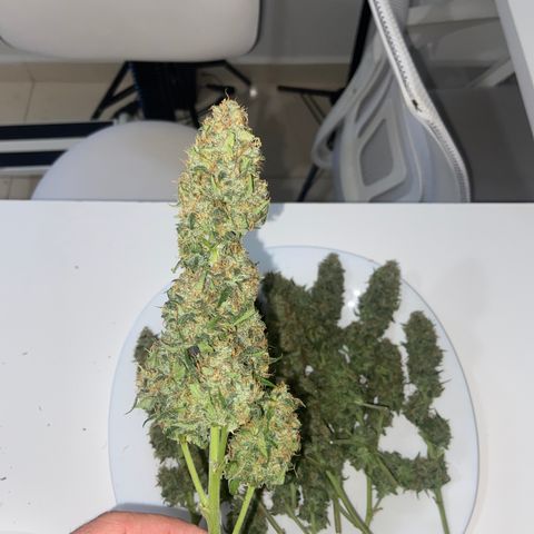 AK Auto growlog photo: Colheita