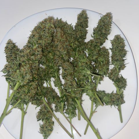 AK Auto growlog photo: Colheita