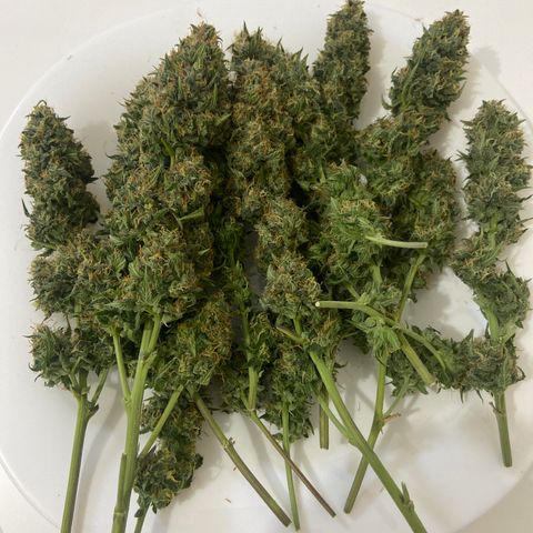 AK Auto growlog photo: Colheita