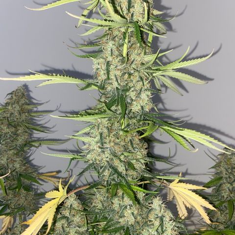 Girl Scout Cookies Auto growlog photo: The last dance