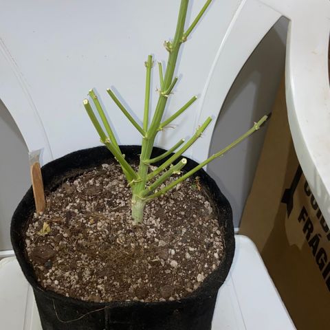 Girl Scout Cookies Auto growlog photo: The last dance