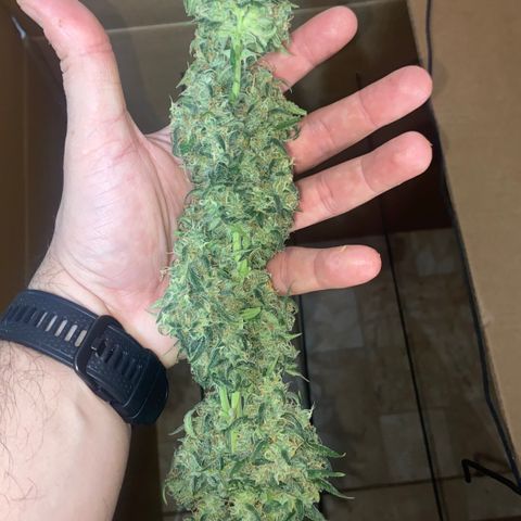 Girl Scout Cookies Auto growlog photo: The last dance