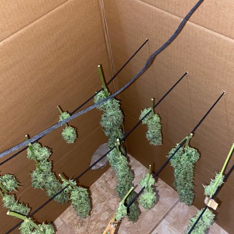 Girl Scout Cookies Auto growlog photo: The last dance