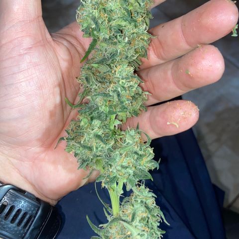 Girl Scout Cookies Auto growlog photo: The last dance