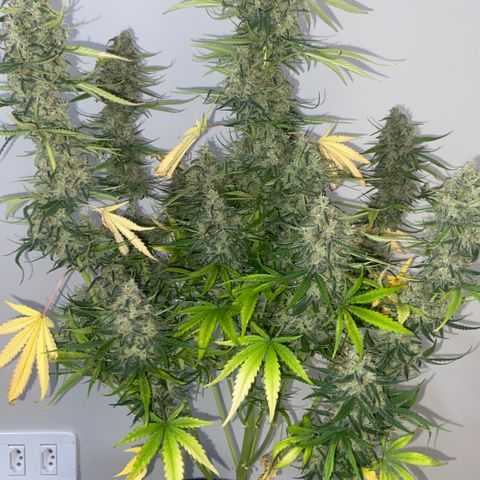 Girl Scout Cookies Auto growlog photo: The last dance