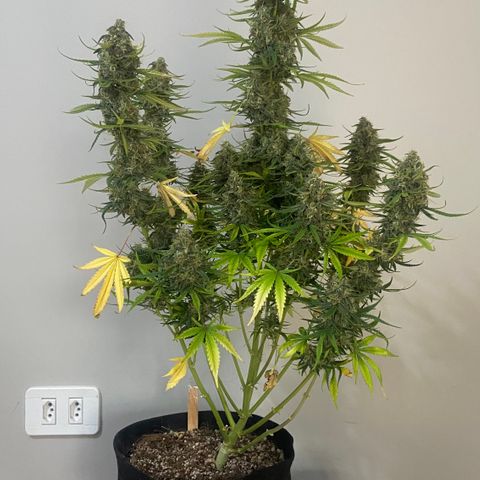 Girl Scout Cookies Auto growlog photo: The last dance