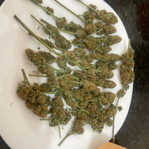 AK Auto growlog photo: Finalizada a secagem na geladeira. Iniciando a cura