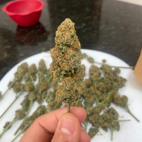 AK Auto growlog photo: Finalizada a secagem na geladeira. Iniciando a cura