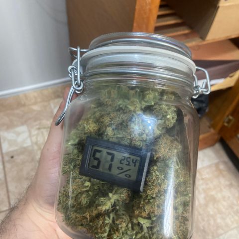 Girl Scout Cookies Auto growlog photo: cura iniciada
