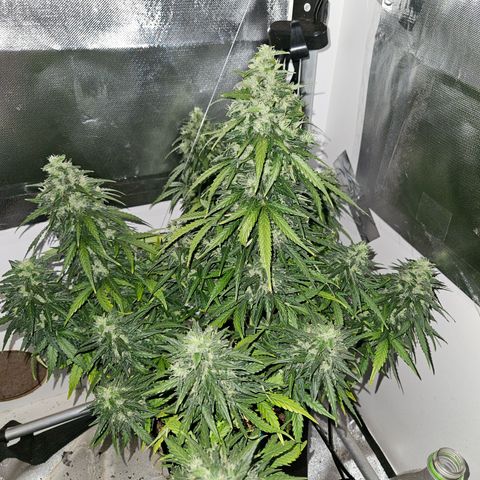 White Widow Autoflower growlog photo: faca amanha