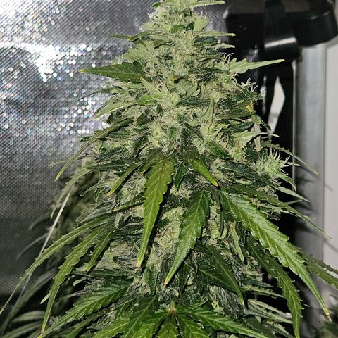 White Widow Autoflower growlog photo: faca amanha