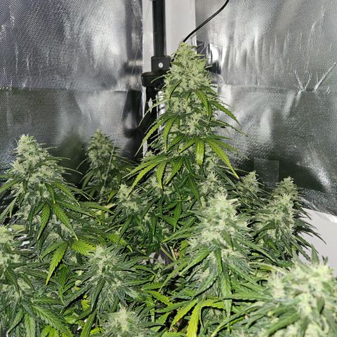 White Widow Autoflower growlog photo: faca amanha