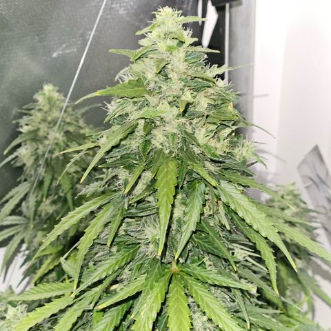White Widow Autoflower growlog photo: faca amanha