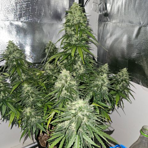 White Widow Autoflower growlog photo: faca amanha