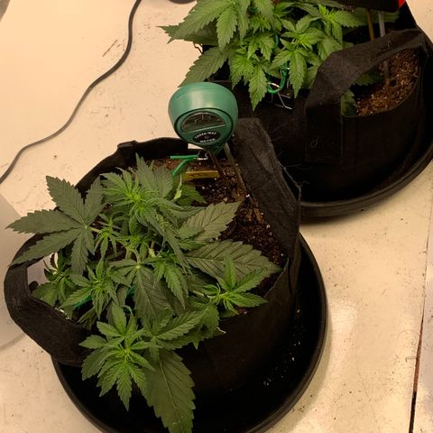 Lemon Haze Auto growlog timeline photo