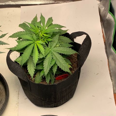 Lemon Haze Auto growlog timeline photo