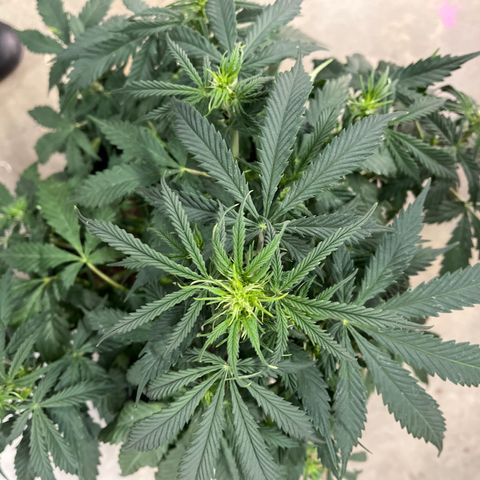 Lemon Haze Auto growlog photo: Cal mag 
Water