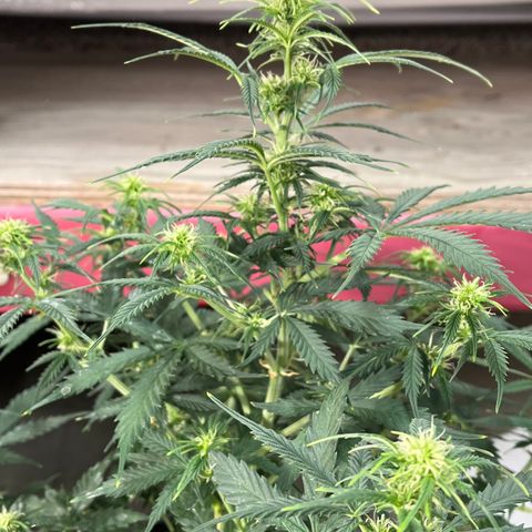 Lemon Haze Auto growlog photo:  1900 ppm with a pH of 6.78