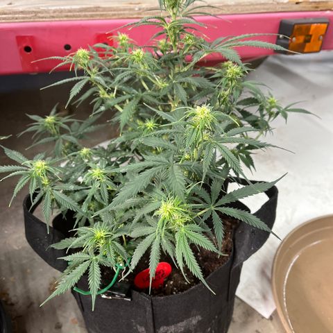 Lemon Haze Auto growlog timeline photo