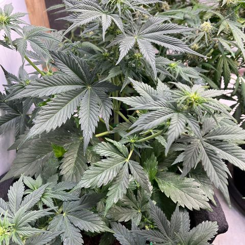 Lemon Haze Auto growlog timeline photo
