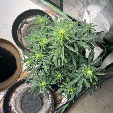 Lemon Haze Auto growlog timeline photo