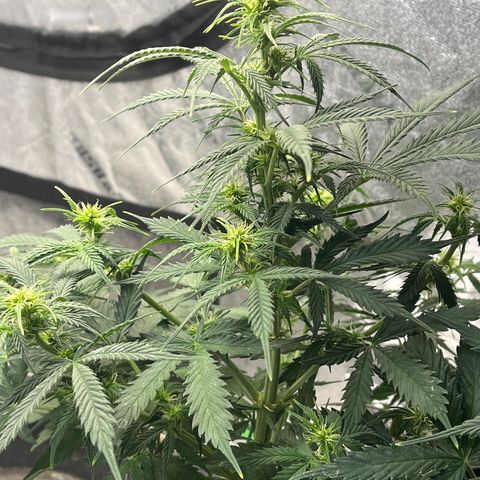 Lemon Haze Auto growlog timeline photo